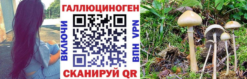 Псилоцибиновые грибы Psilocybine cubensis  Щигры 